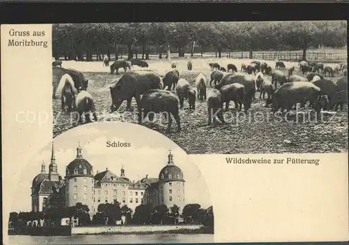 Moritzburg Sachsen Schloss Wildschweine zur Fuetterung Kat. Moritzburg Dresden