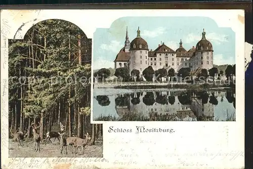 Moritzburg Sachsen Jagdschloss und Wildschweinfuetterung Kat. Moritzburg Dresden