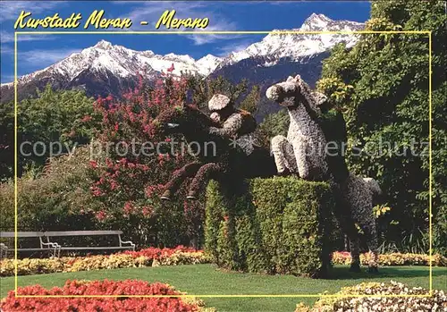 Merano Suedtirol Kurpromenade Pferde Kunst aus Blumen Kat. Merano