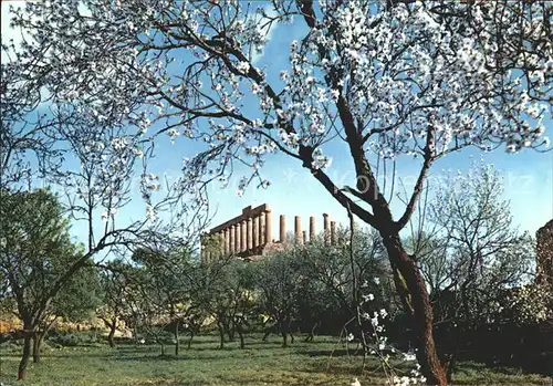 Agrigento Tempio di Giunone Boschetto di mandorli in fiore Tempel Ruine bluehender Mandelbaum Kat. Agrigento