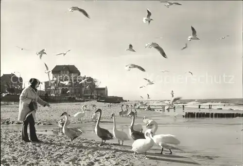 Kuehlungsborn Ostseebad Strandpartie Fuetterung von Schwaenen Kat. Kuehlungsborn