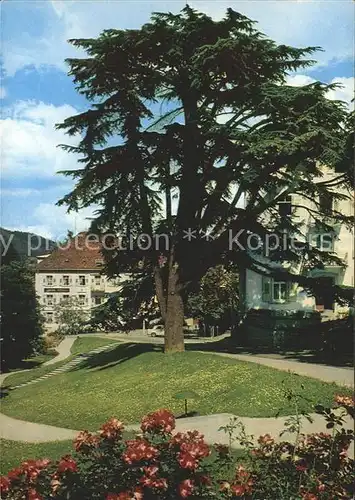 Badenweiler Thermalkurort Schwarzwald Libanon Ceder Kat. Badenweiler