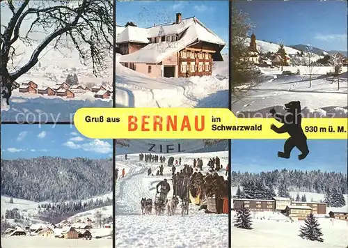 Bernau Schwarzwald Teilansichten Hoehenluftkurort Wintersportplatz Hundeschlitten Rennen Kat. Bernau im Schwarzwald