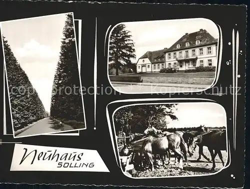 Neuhaus Solling Pferde Kat. Holzminden