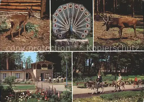 Ueckermuende Mecklenburg Vorpommern Tierpark Kat. Ueckermuende