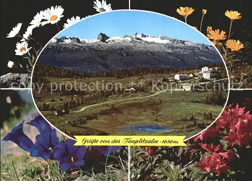 Tauplitzalm mit Dachsteingebirge Seengebiet Alpenflora Kat. Tauplitz Steirisches Salzkammergut