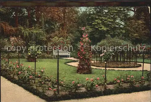 Halle Saale Rosenbluete im Staedtischen Amtsgarten Kat. Halle