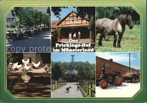 Sythen Europahof Prickings Hof Baeuerliche Tierschau Ziegen Pferde Huehner Traktor Kat. Haltern am See