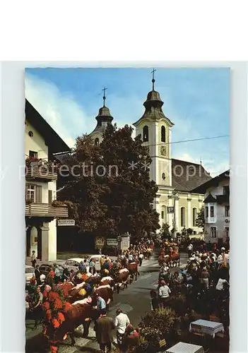 St Johann Tirol Almabtrieb Kat. St. Johann in Tirol