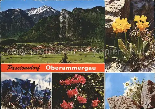 Oberammergau Notkarspitze Kofel Aurikel Enzian  Kat. Oberammergau