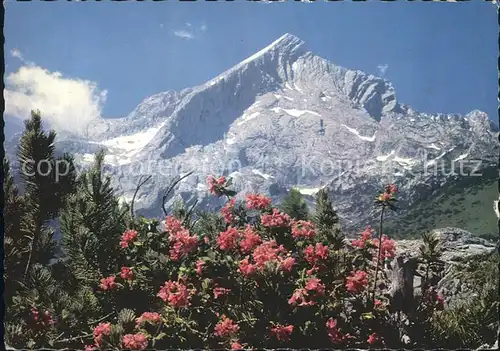 Wien Landesgartenschau Altenrose Rhododentron Kat. Wien