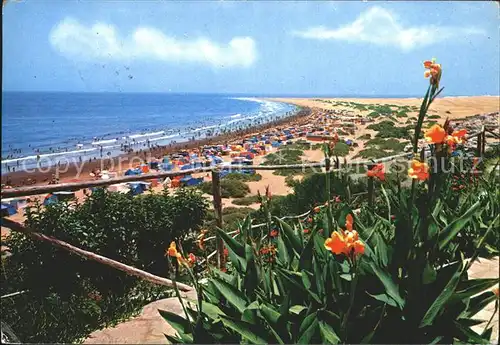 Las Palmas Gran Canaria Playa del Ingles Strand Blumen / Las Palmas Gran Canaria /