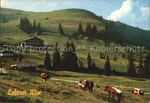 Lofer Loferer Alm Salzburger Land Kat. Lofer