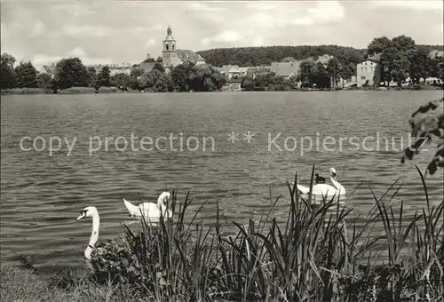 Buckow Maerkische Schweiz am Buckowsee Schwaene Kat. Buckow Maerkische Schweiz