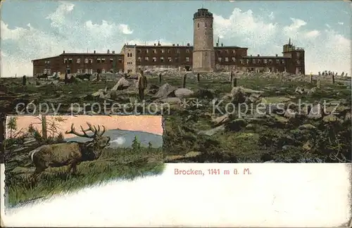 Brocken Brockenhaus Roehrender Hirsch Kat. Wernigerode