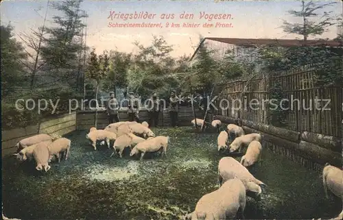 Vogesen Vosges Region WK 1 Kriegsbilder Schweinemaesterei /  /