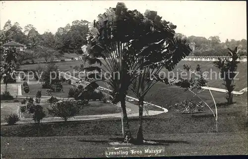 Malaya Malaysia Tree / Malaysia /