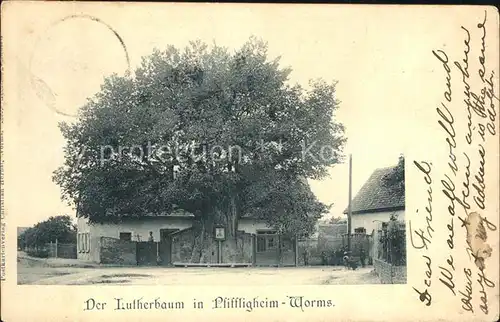 Pfiffligheim Worms Der Lutherbaum / Worms /Worms Stadtkreis