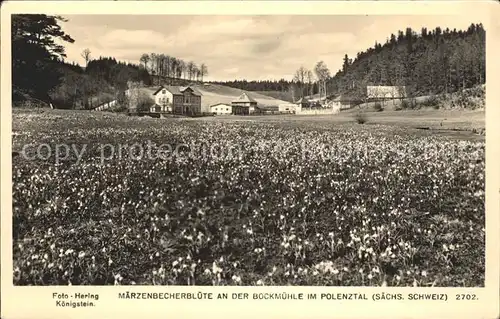 Polenztal Maerzenbecherbluete an der Bockmuehle / Hohnstein /Saechsische Schweiz-Osterzgebirge LKR