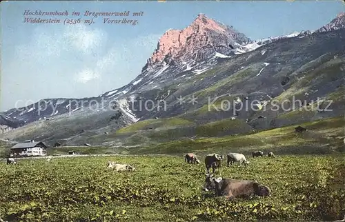 Hochkrumbach Panorama mit Widderstein Bergbauernhof Almwiese Kuehe Bregenzer Wald Allgaeuer Alpen Kat. Warth Vorarlberg
