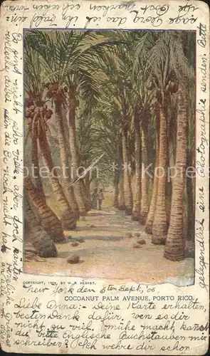 USA Coconut Palm Avenue Porto Rico Kat. United States