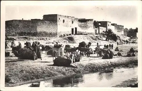 Gabes Caravane au repos Kamele Kat. Tunesien