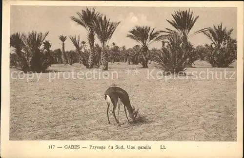 Gabes Gazelle Kat. Tunesien