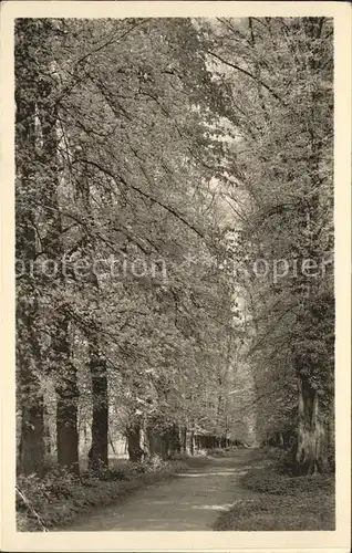 Tegel Schlosspark Lindenallee / Berlin /Berlin Stadtkreis