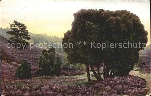 Lueneburger Heide Riesenwachholder Wilseder Berg Naturschutzpark Kat. Walsrode