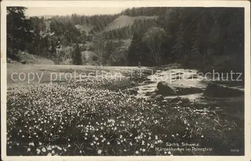 Polenztal Maerzenbecher  Kat. Hohnstein