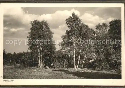 Lueneburger Heide Heidepartie Kat. Walsrode