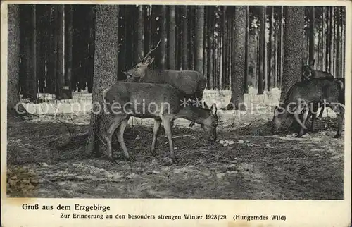 Erzgebirge Region Rotwild bei der Futtersuche Kat. Annaberg