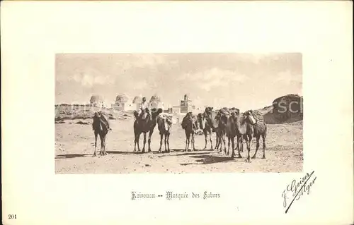Kairouan Qairawan Mosquee des Sabres Kamele / Tunesien /