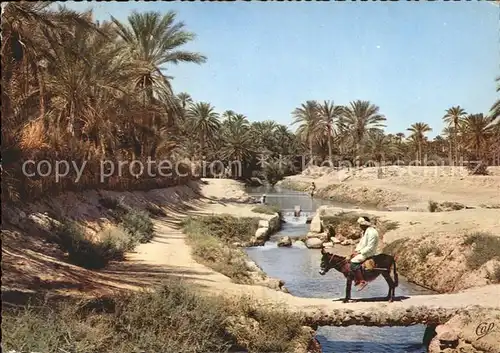 Tozeur Palmeraie Pont de palmier sur l Oued Esel Kat. Tunesien