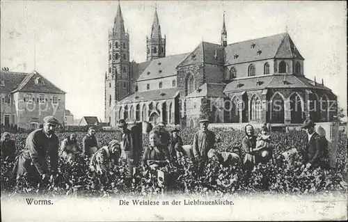 Worms Rhein Weinlese an der Liebfrauenkirche Kat. Worms