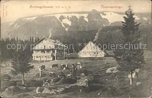 Schlingelbaude im Riesengebirge Viehweide Kuehe Kat. Pec pod Snezkou