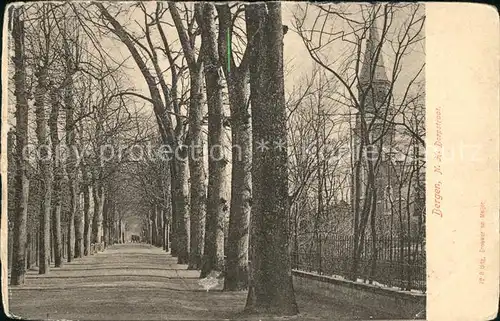 Bergen aan Zee Dorpstraat Baumallee / Niederlande /