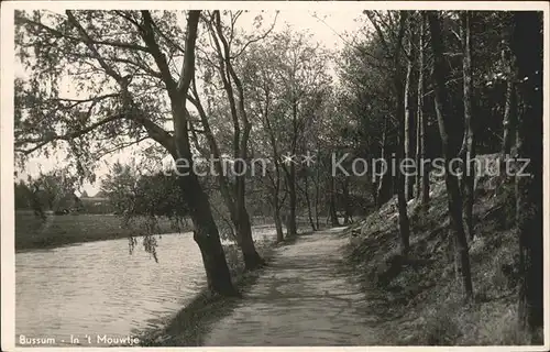 Bussum In t Mouwtje Kat. Niederlande