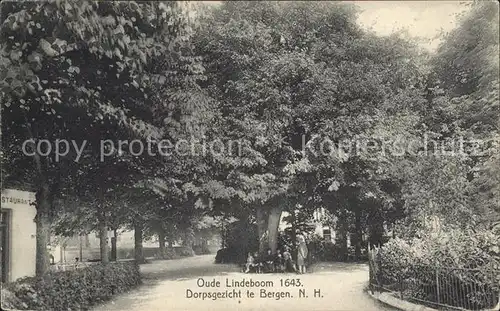Bergen aan Zee Oude Lindeboom Alter Baum Linde / Niederlande /