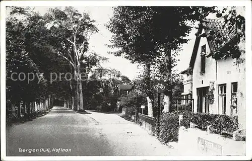 Bergen aan Zee Hoflaan Baumallee / Niederlande /