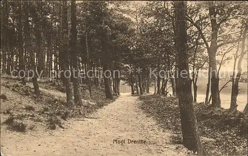 Zuidlaren Dennenbosch Waldpartie