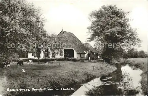 Beetsterzwaag Boerderij aan het Oud Diep Bachlauf Landwirtschaft Kuehe Kat. Niederlande