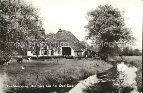 Beetsterzwaag Boerderij aan het Oud Diep Bachlauf Landwirtschaft Kuehe Kat. Niederlande