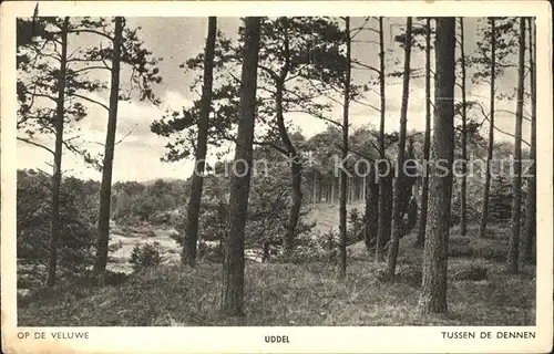 Uddel Op de Veluwe Tussen de Dennen