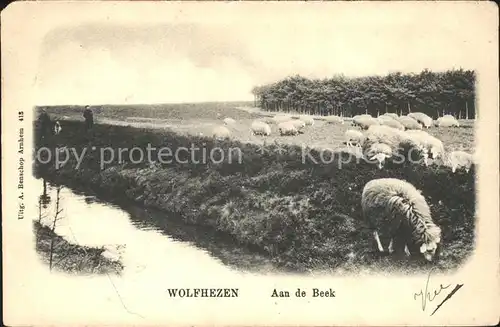 Wolfheze Schafe Aan de Beek