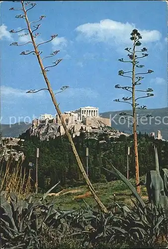 Athens Athen Akropolis Tempel Ruine Antike Kat. Griechenland