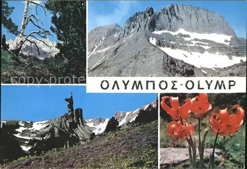 Griechenland Greece Olymp Gebirge Blumen Kat. Griechenland