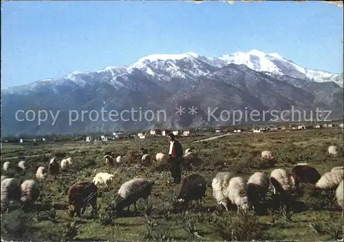 Olympos Olymbos Gebirge Hochland Schafherde Kat. Karpathos