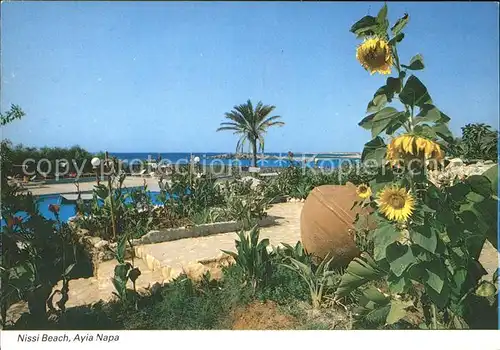 Ayia Napa Agia Napa Nissi Strand Sonnenblume Kat. Zypern cyprus