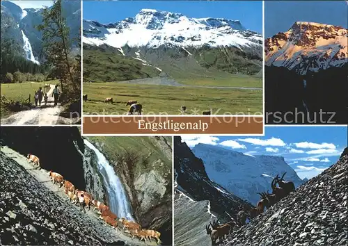 Adelboden Engstligenalp Kuehe Ziege Kuehe Alpen Kat. Adelboden